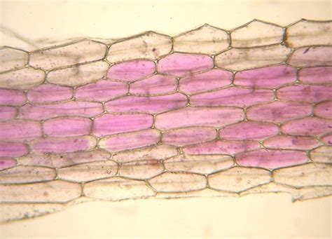 1962年生肖虎2023運勢 紫背萬年青 下表皮細胞
